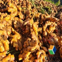 生姜儲(chǔ)存冷庫(kù)需要多少成本？費(fèi)用解析與省錢(qián)攻略