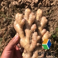 冷庫(kù)存姜能存多長(zhǎng)時(shí)間？品種+溫度+濕度決定保鮮期